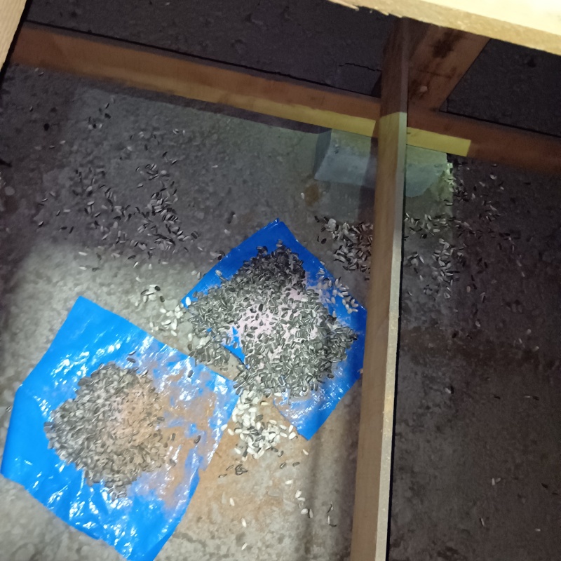 ネズミが殺鼠剤を食べたあと