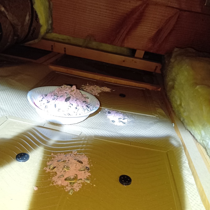 殺鼠剤と粘着シートを設置