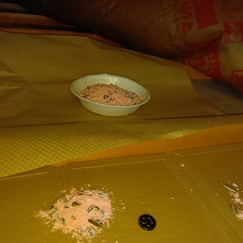 殺鼠剤と粘着シートを設置