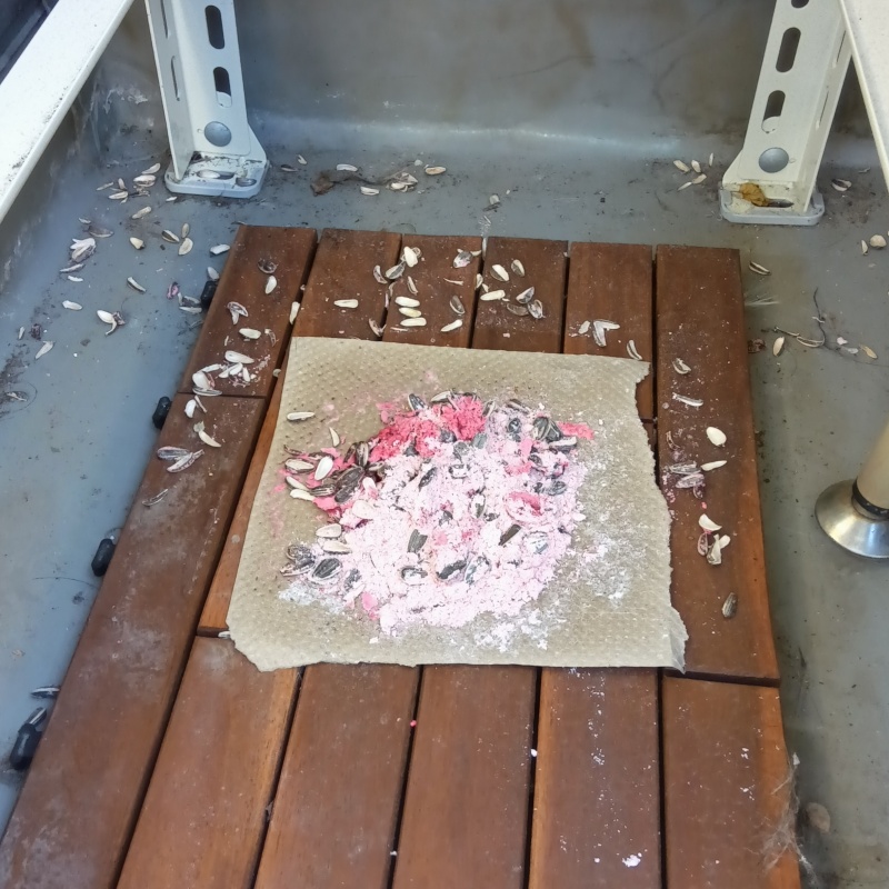 ネズミが殺鼠剤を食べたあと