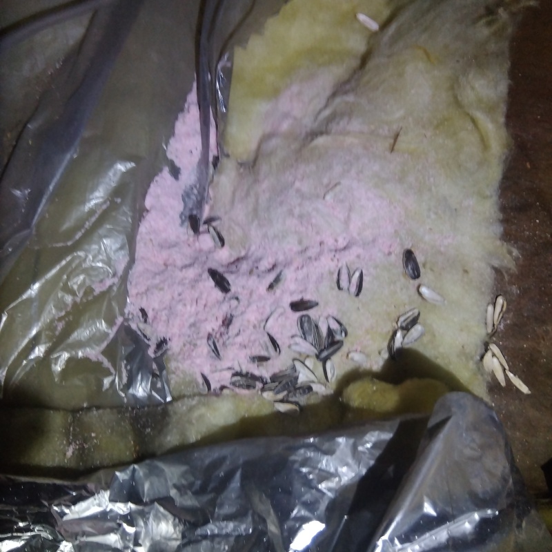 ネズミが殺鼠剤を食べたあと