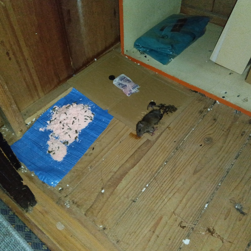 棚の下に粘着シートと殺鼠剤を設置