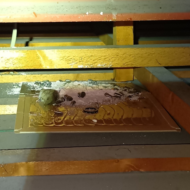 粘着シートにかかったネズミ