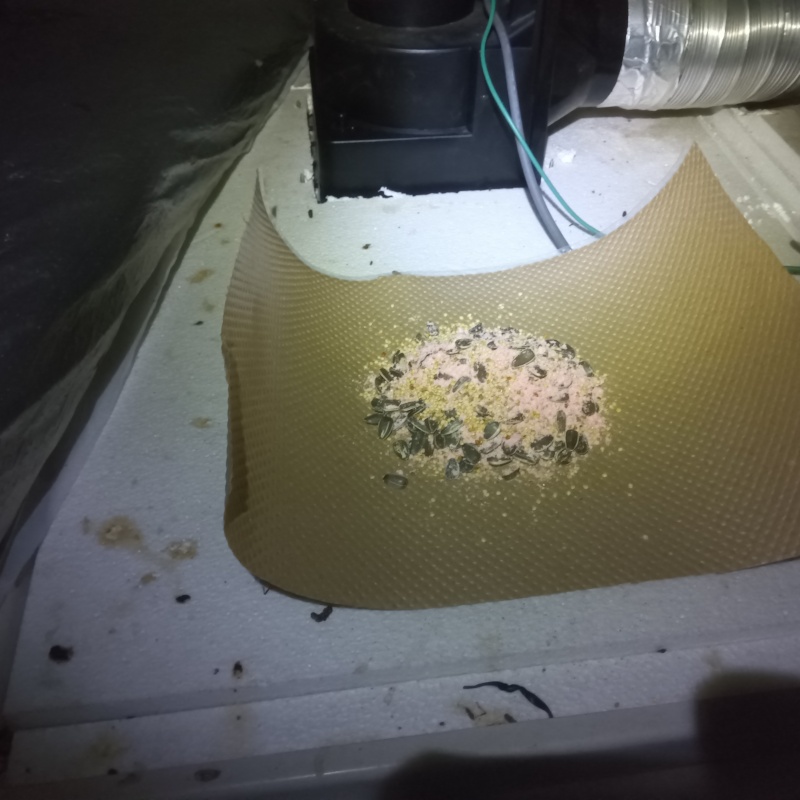 天井裏に殺鼠剤を設置