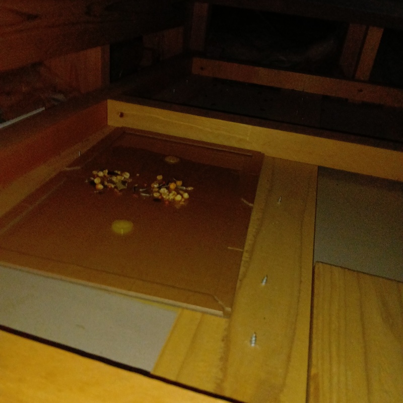 粘着シートの上の殺鼠剤をネズミが食べたあと