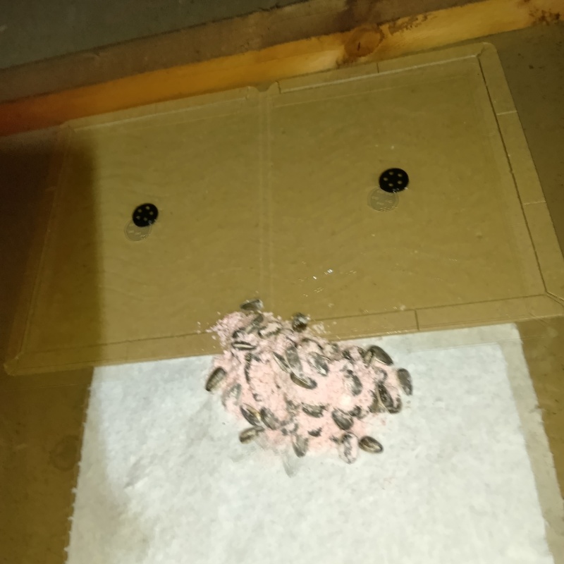 ネズミ駆除の施工事例（東京都小平市小川町）