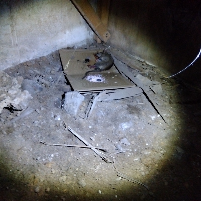 粘着シートにかかったネズミ