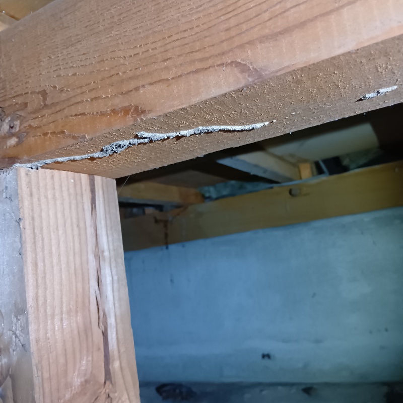 床下木材に作られた蟻道