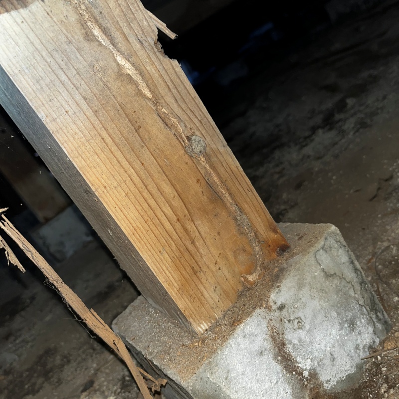 床下木材に作られた蟻道