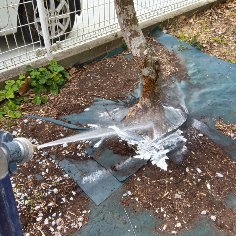 植木まわりに防蟻剤を吹き付ける様子