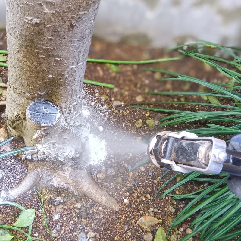 庭木に防蟻剤を散布