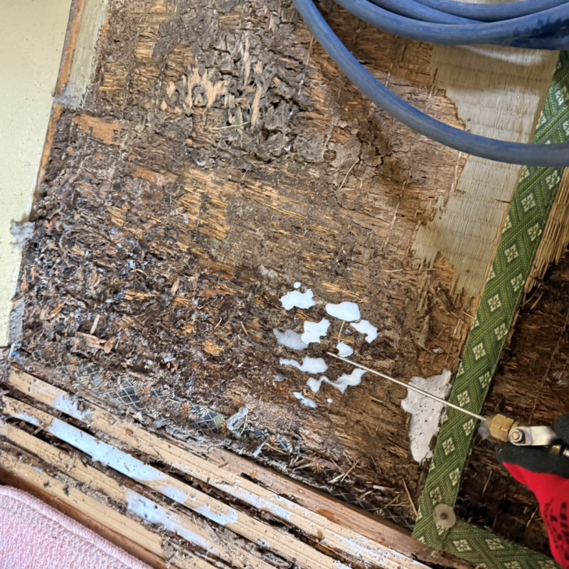 腐食した畳にシロアリ駆除剤を散布