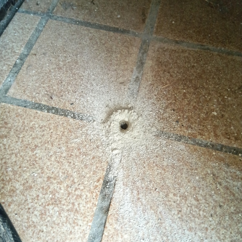 防蟻剤を注入するための穴を開けた様子