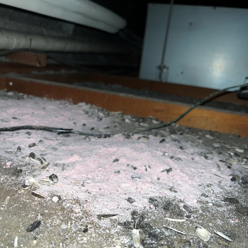 ネズミが殺鼠剤を食べたあと