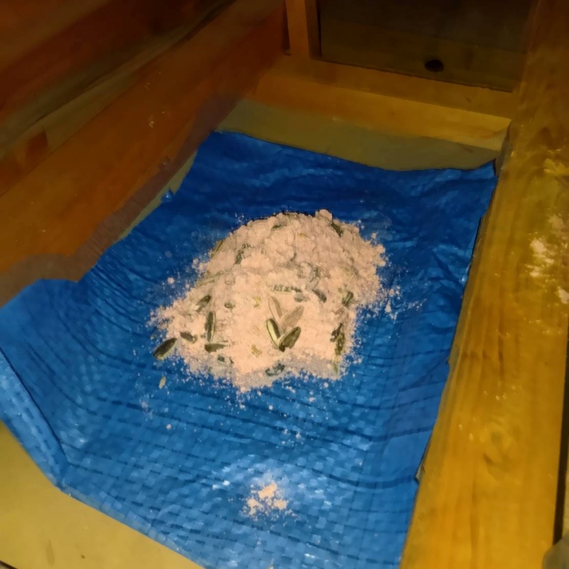 殺鼠剤を仕掛けている様子