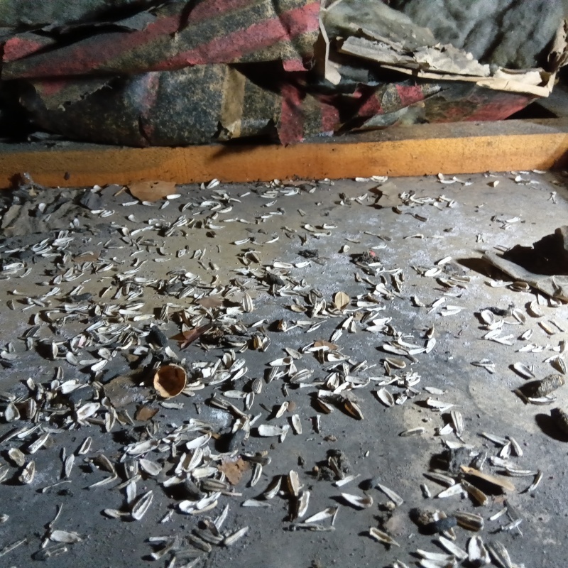 ネズミが殺鼠剤を食べたあと