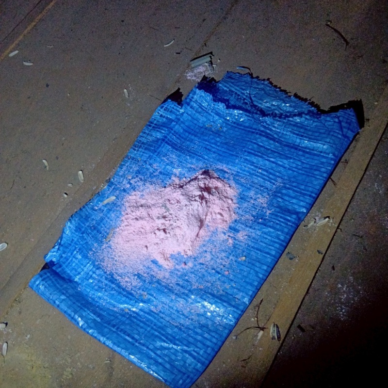 殺鼠剤を仕掛けている様子