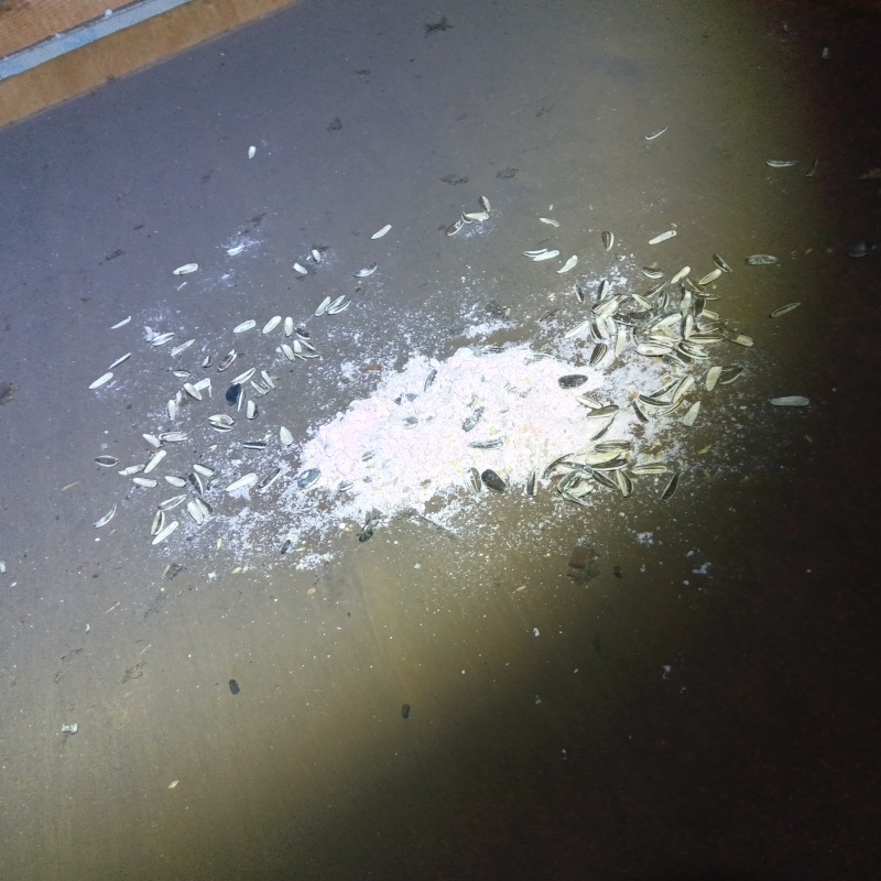 ネズミが殺鼠剤を食べたあと