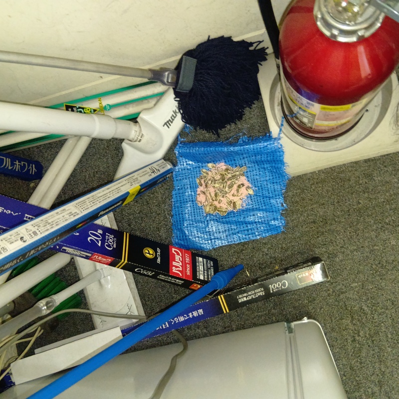 殺鼠剤を仕掛けている様子