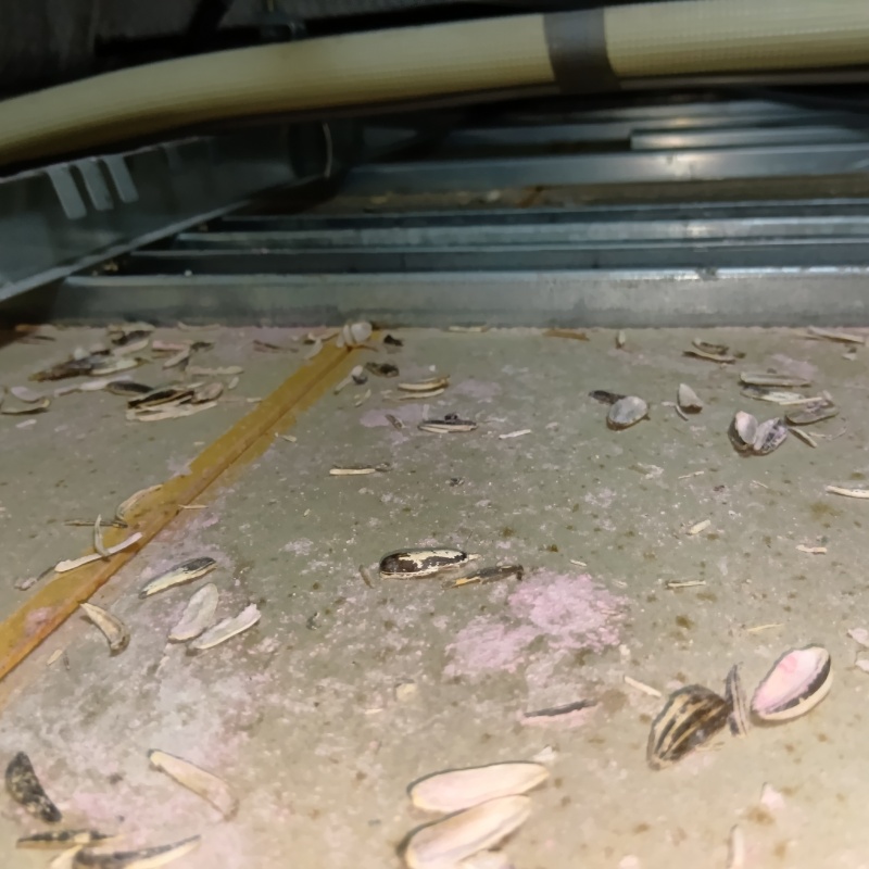 ネズミが殺鼠剤を食べたあと