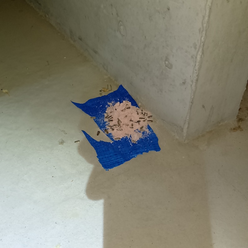 床下に殺鼠剤を設置
