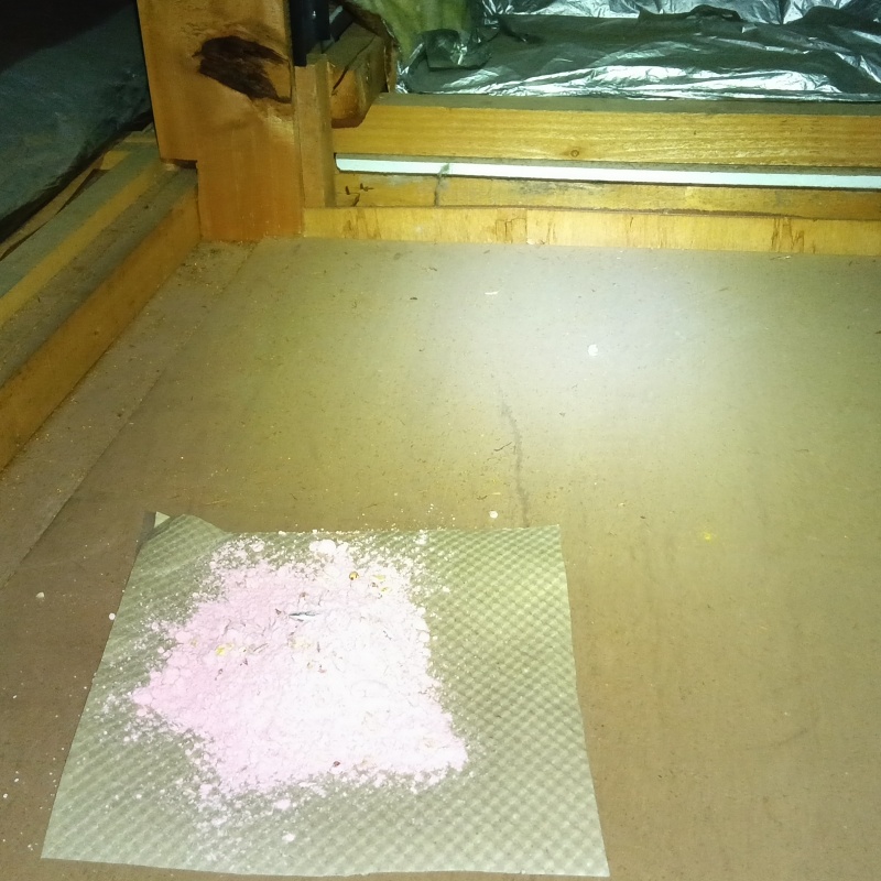 殺鼠剤を仕掛けている様子