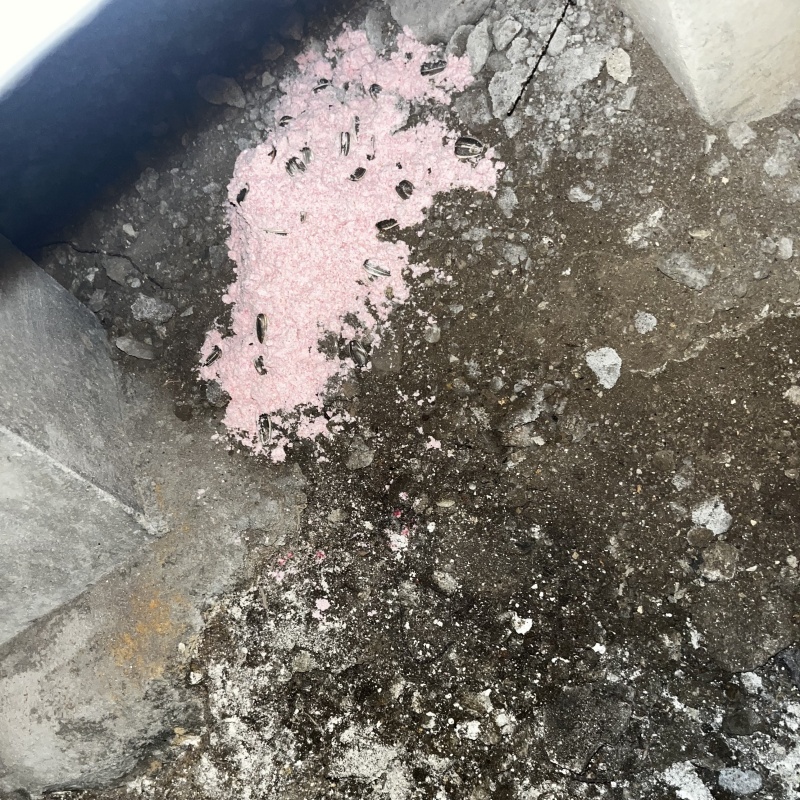 ネズミが殺鼠剤を食べたあと