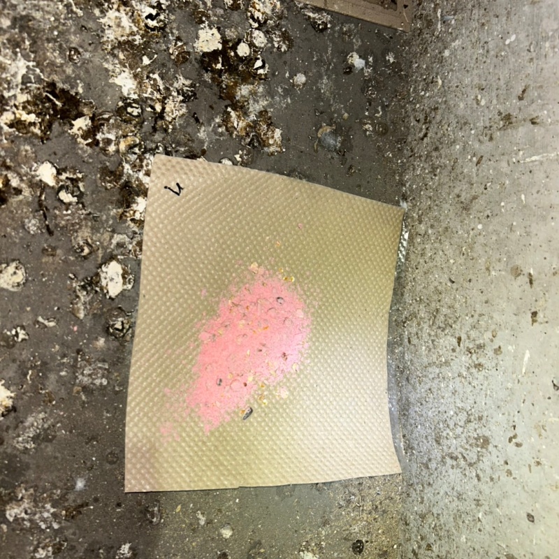 殺鼠剤を仕掛けている様子