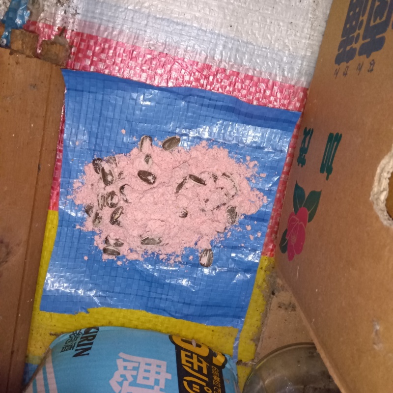 殺鼠剤を仕掛けている様子