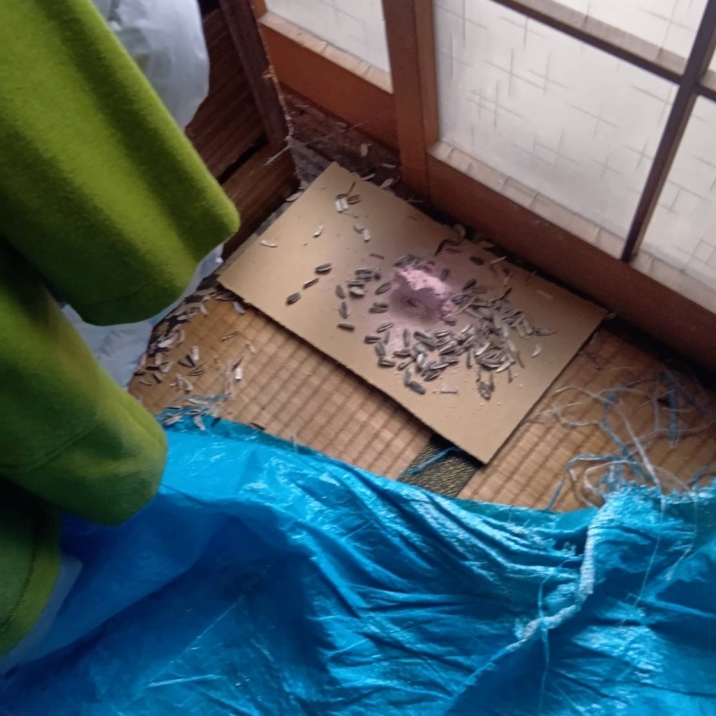 ネズミが殺鼠剤を食べたあと