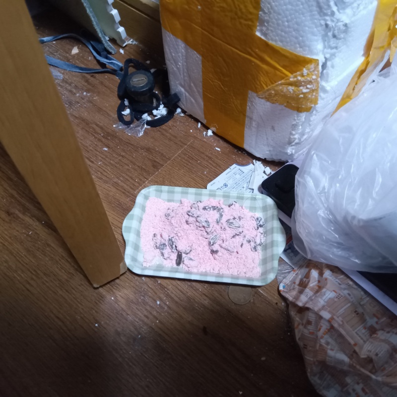 殺鼠剤トレイに入れて設置