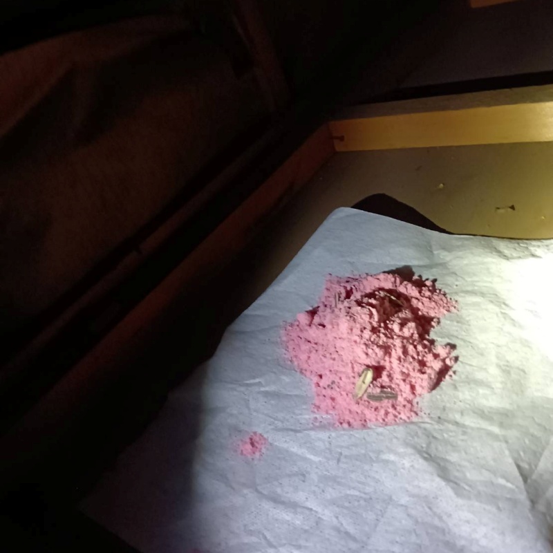 殺鼠剤を設置