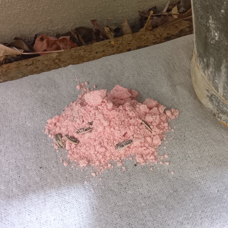 殺鼠剤を設置