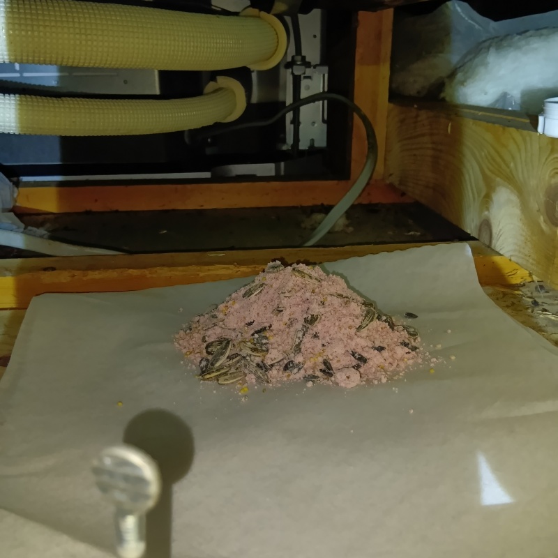 殺鼠剤を設置