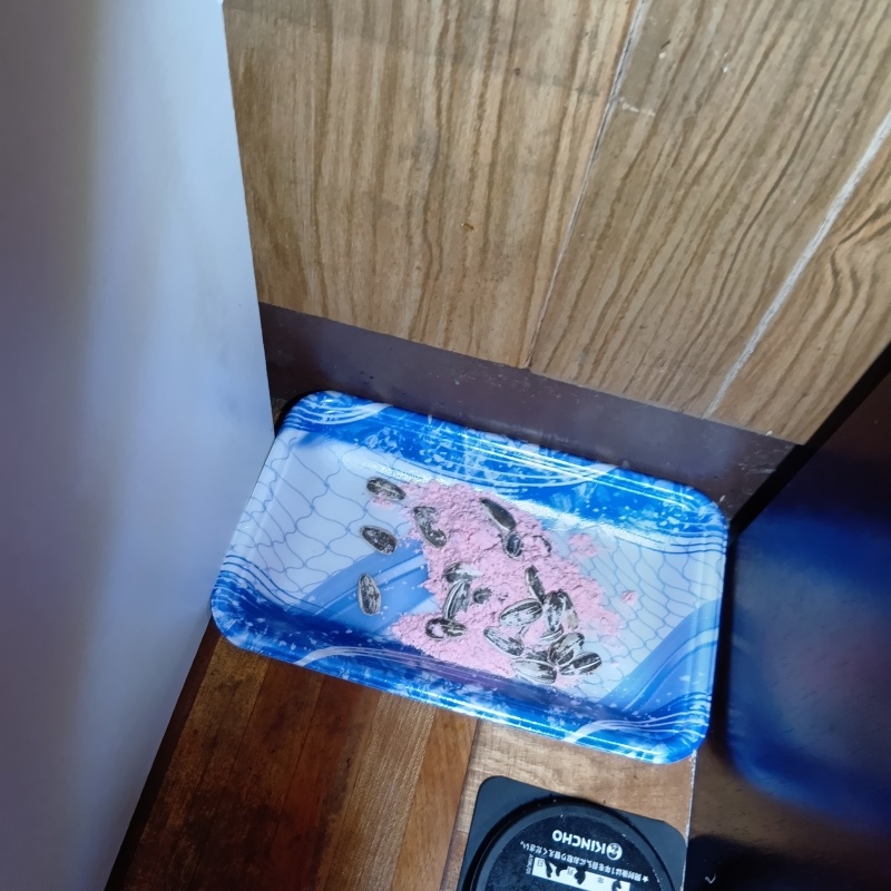 殺鼠剤を設置