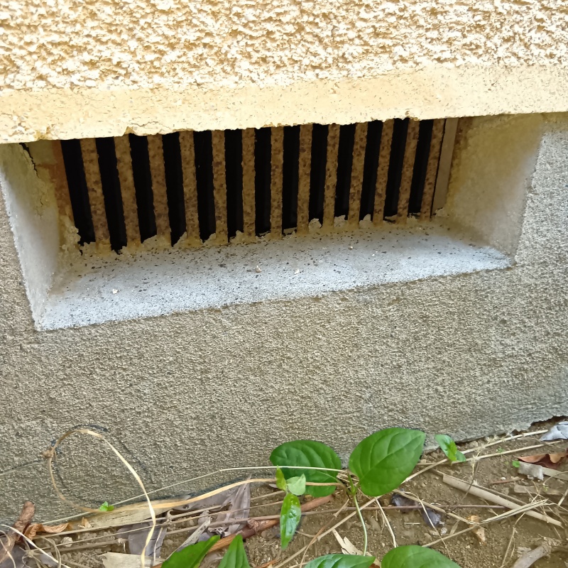 アライグマ駆除の施工事例（東京都東久留米市滝山）