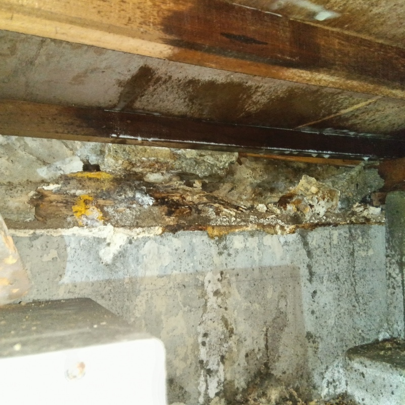 築年数50年のシロアリ駆除の施工事例（大阪府守口市大日町）