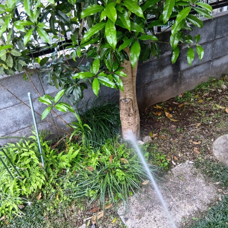 庭の植木にシロアリ駆除剤を散布