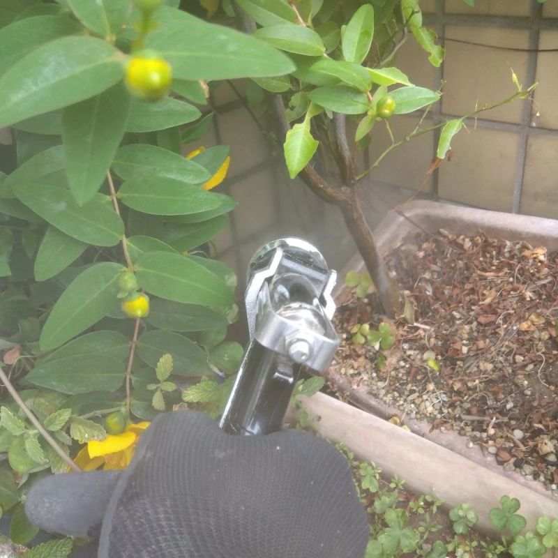 庭木にシロアリ駆除剤を散布