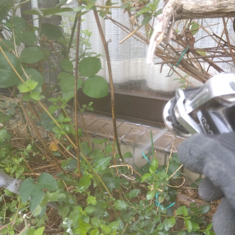 庭木にシロアリ駆除剤を散布