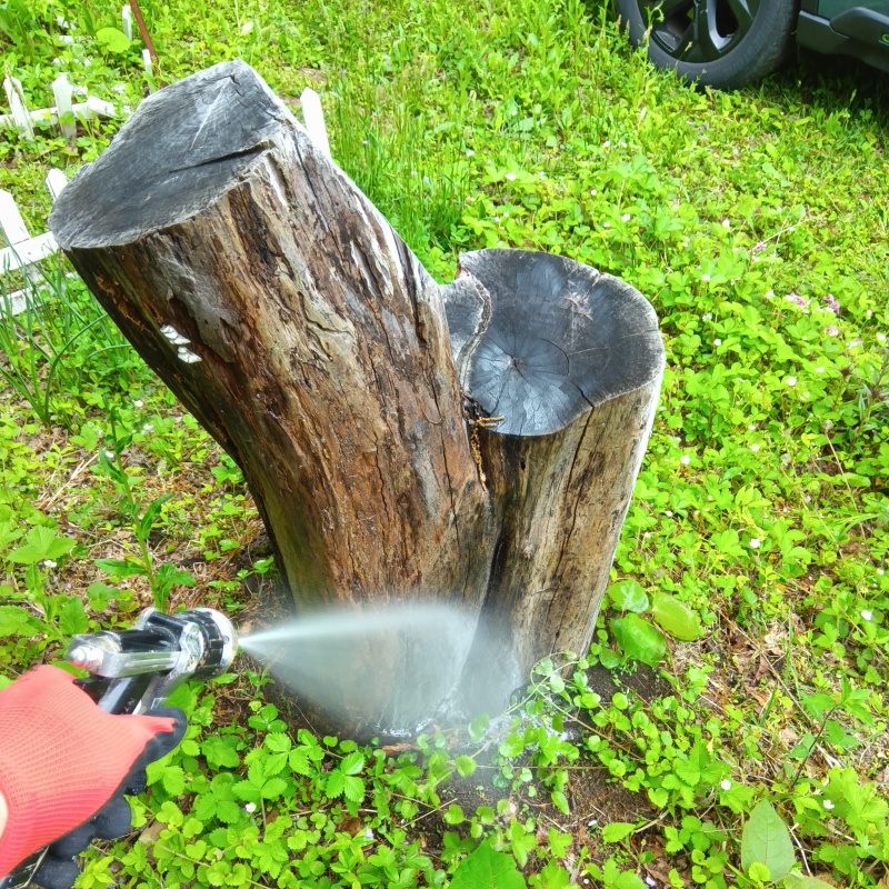 切り株にシロアリ駆除剤を散布