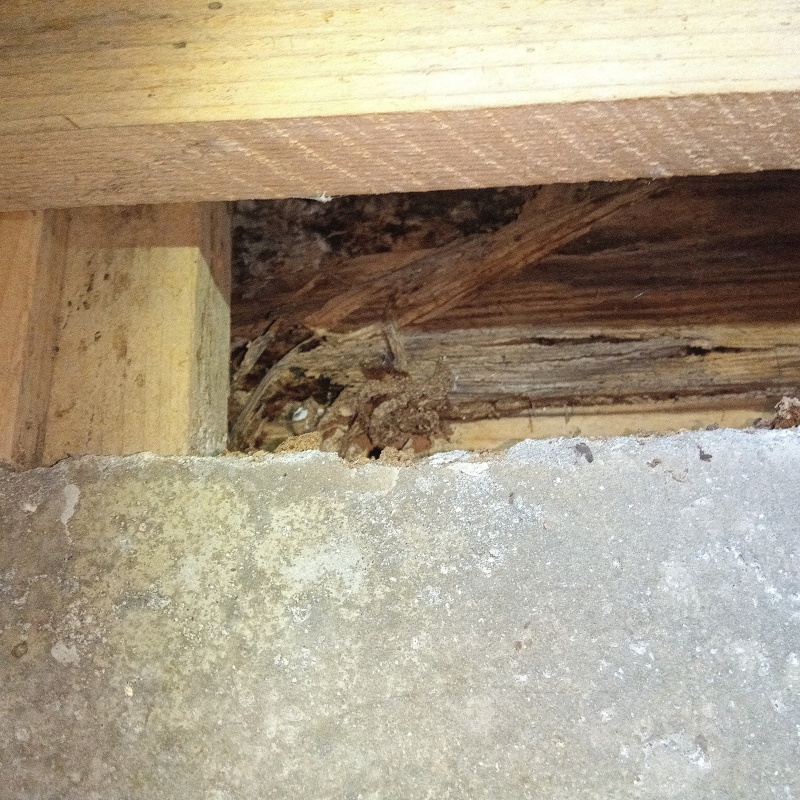 築年数40年のシロアリ駆除の施工事例（埼玉県さいたま市大宮区上小町）