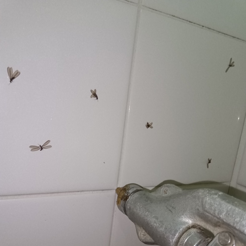 築年数20年のシロアリ駆除の施工事例（岐阜県土岐市駄知町）