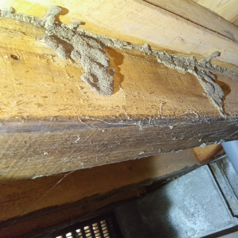 築年数64年のシロアリ駆除の施工事例（大阪府大東市北条）