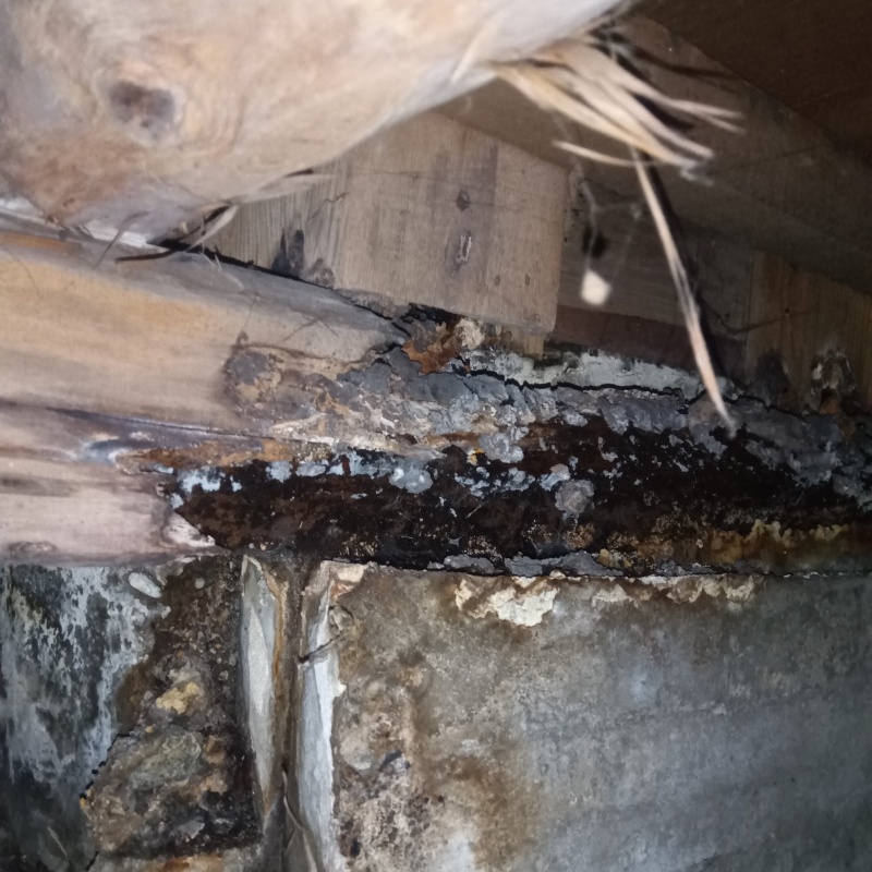 築年数53年のシロアリ駆除の施工事例（東京都八王子市四谷町）