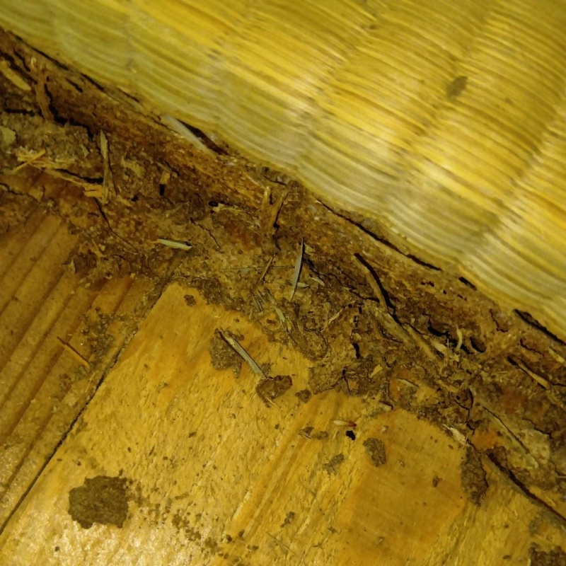 築年数40年のシロアリ駆除の施工事例（鹿児島県鹿児島市吉野町）