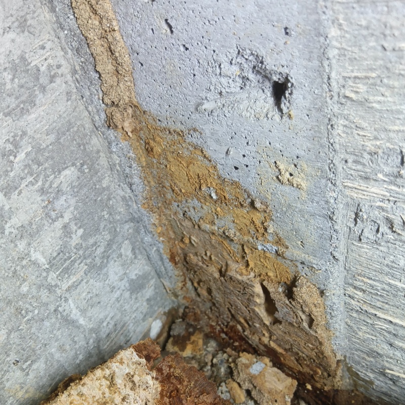築年数50年のシロアリ駆除の施工事例（和歌山県和歌山市直川）