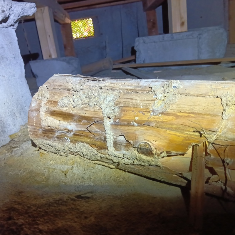 築年数50年のシロアリ駆除の施工事例（大阪府大阪狭山市池尻自由丘）