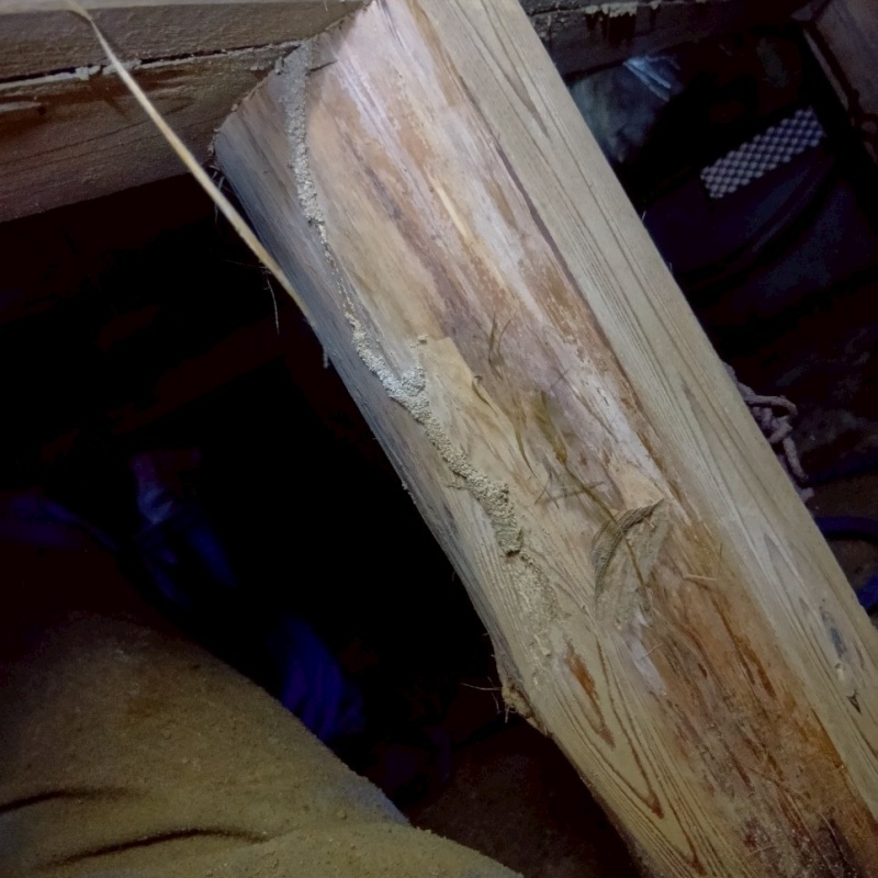 築年数40年のシロアリ駆除の施工事例（静岡県浜松市中央区早出町）