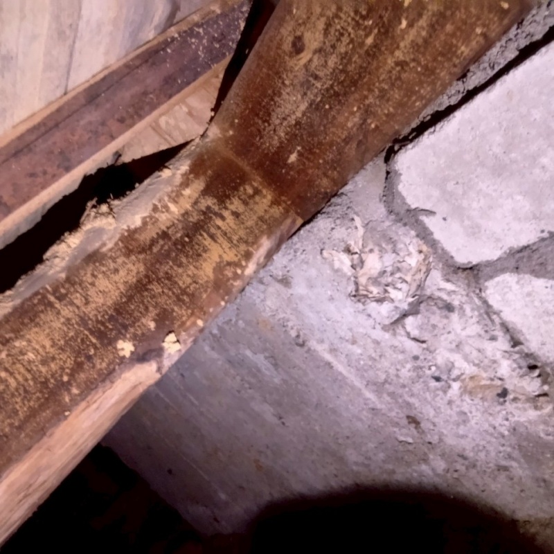 築年数50年のシロアリ駆除の施工事例（大阪府寝屋川市南水苑町）
